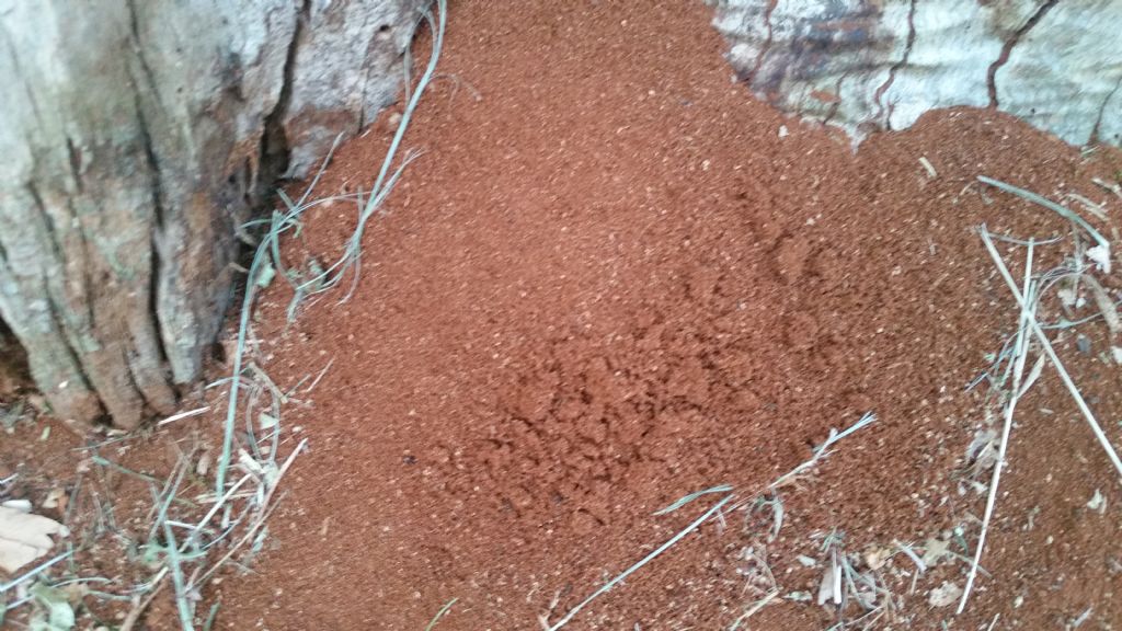 Materiale rosso in un albero