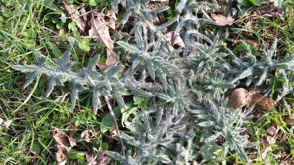 Cirsium vulgare