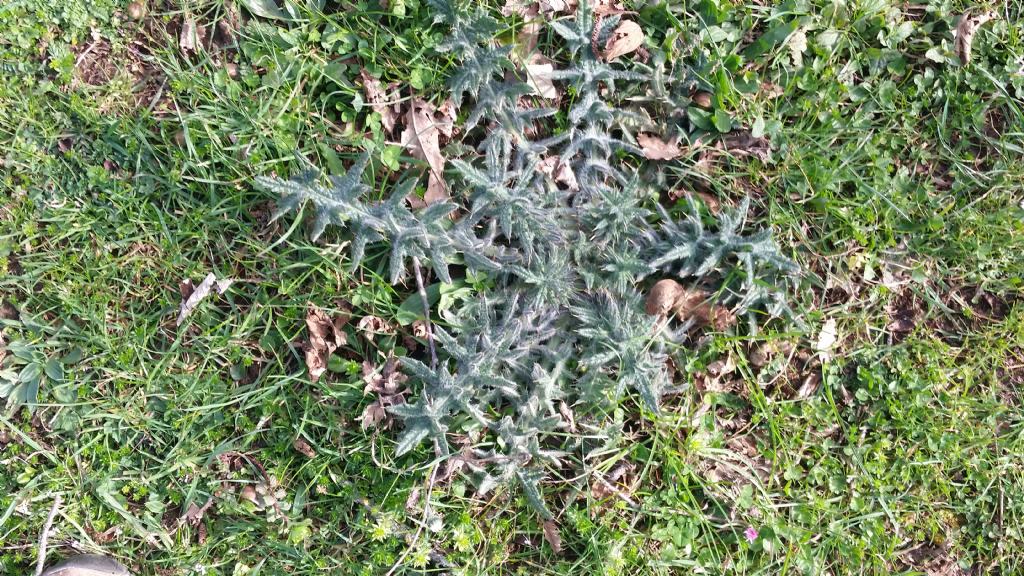 Cirsium vulgare