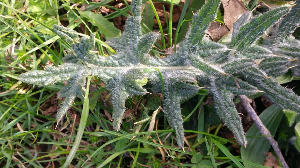 Cirsium vulgare