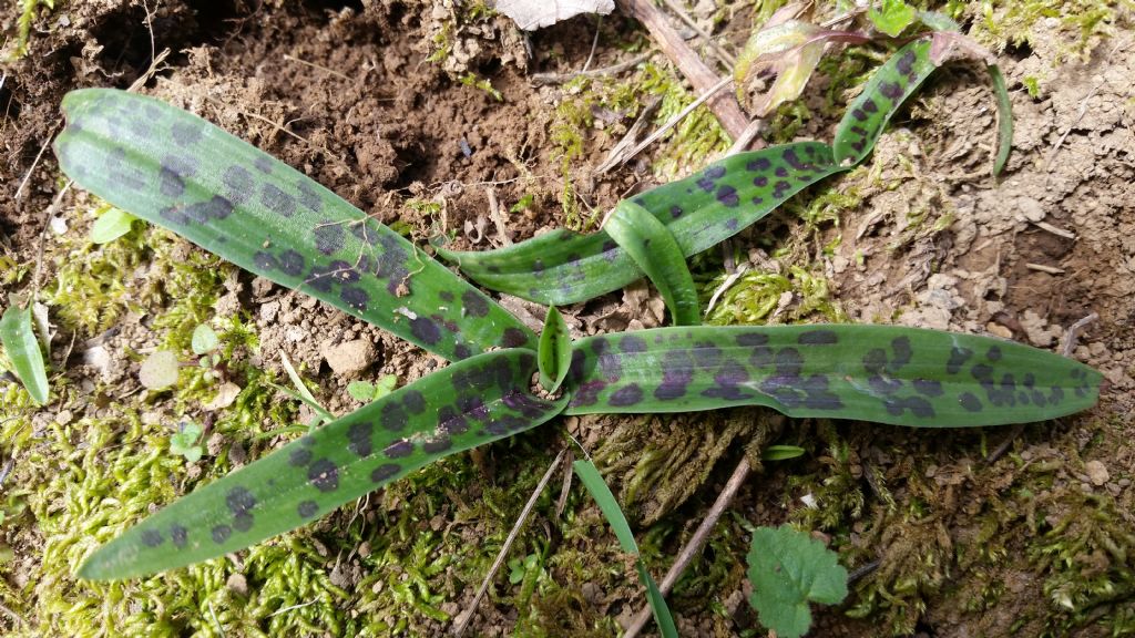 Foglie di? Orchis provincialis