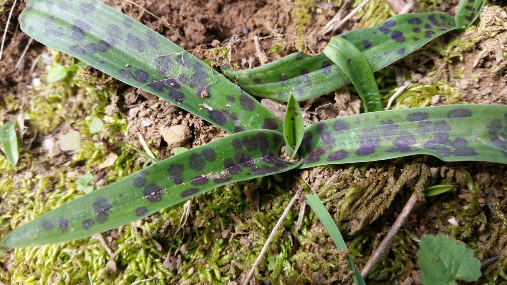 Foglie di? Orchis provincialis