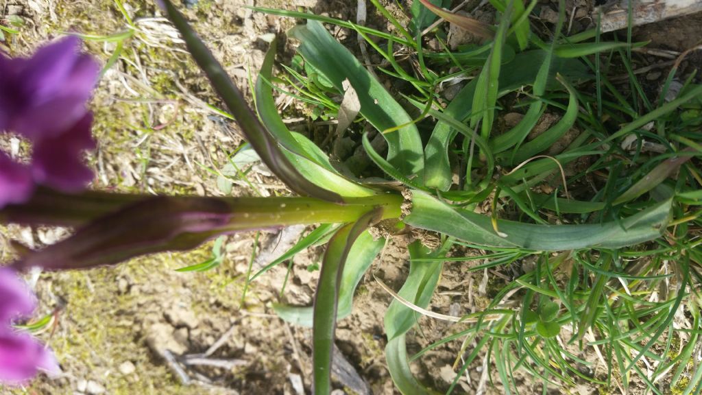 Dacrylorhiza romana