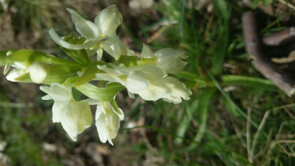 Dacrylorhiza romana