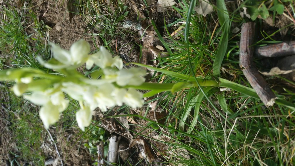 Dacrylorhiza romana