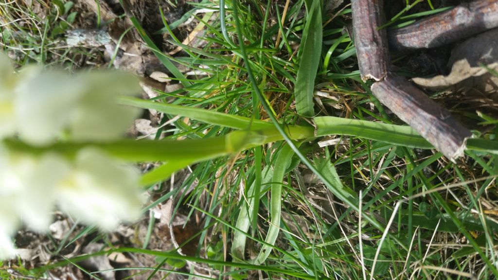 Dacrylorhiza romana