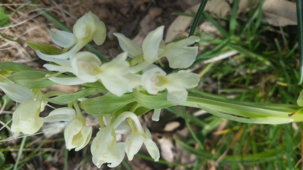 Dacrylorhiza romana