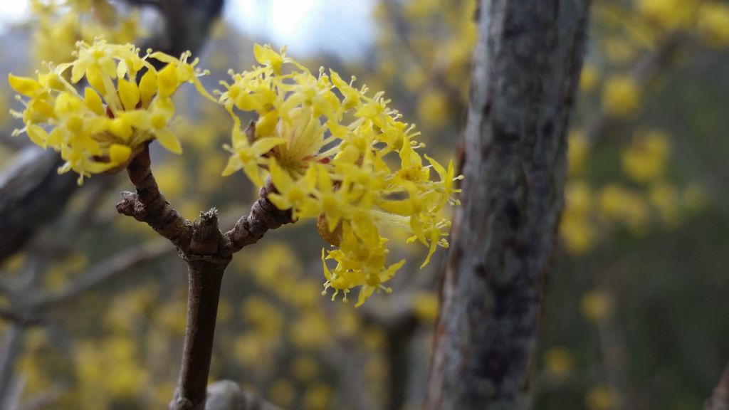 Cornus mas   (Cornaceae)