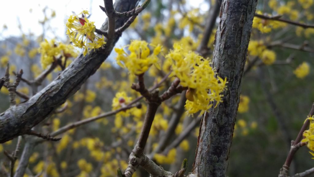 Cornus mas   (Cornaceae)