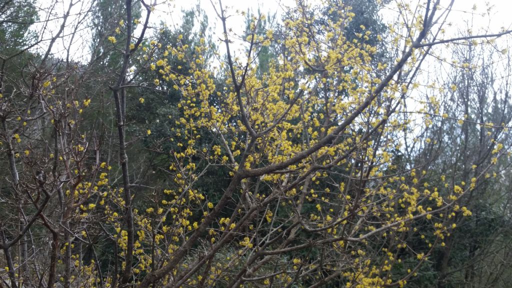 Cornus mas   (Cornaceae)