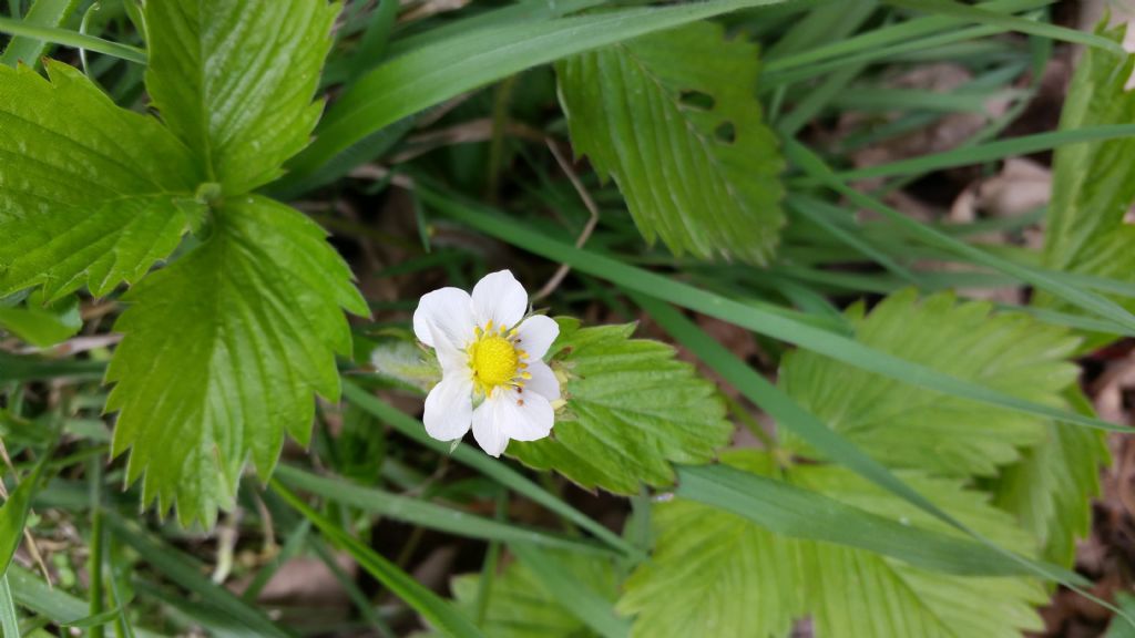 Fiore di fragola di bosco? Fragaria vesca