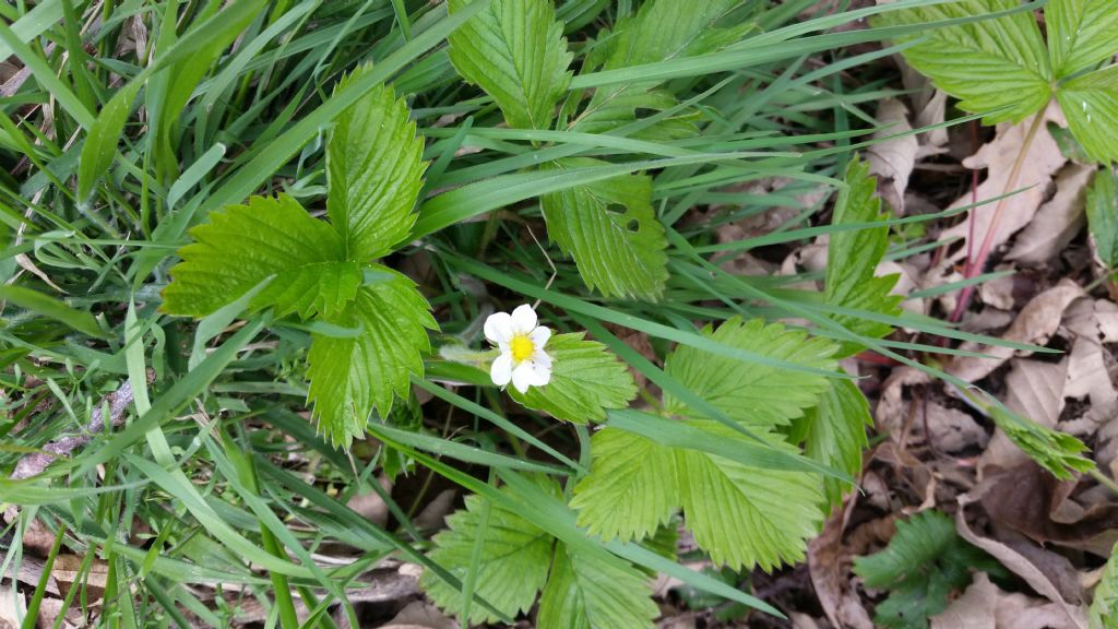 Fiore di fragola di bosco? Fragaria vesca