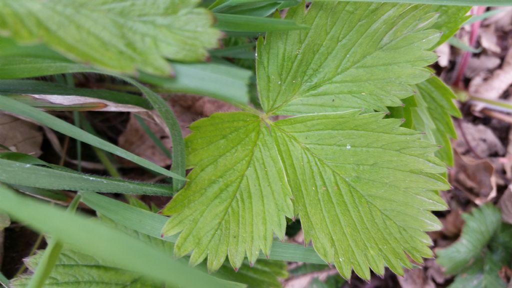 Fiore di fragola di bosco? Fragaria vesca