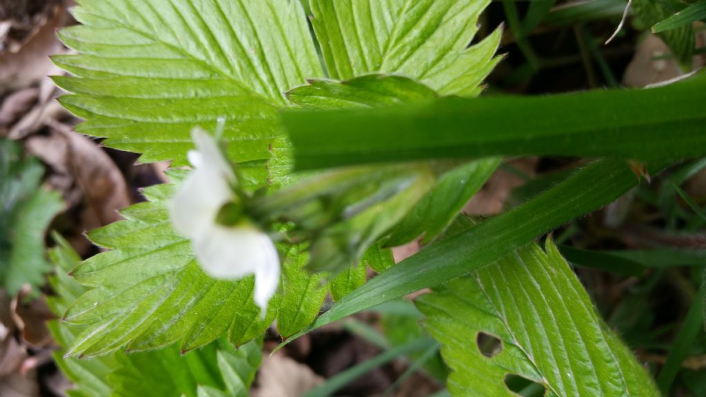 Fiore di fragola di bosco? Fragaria vesca