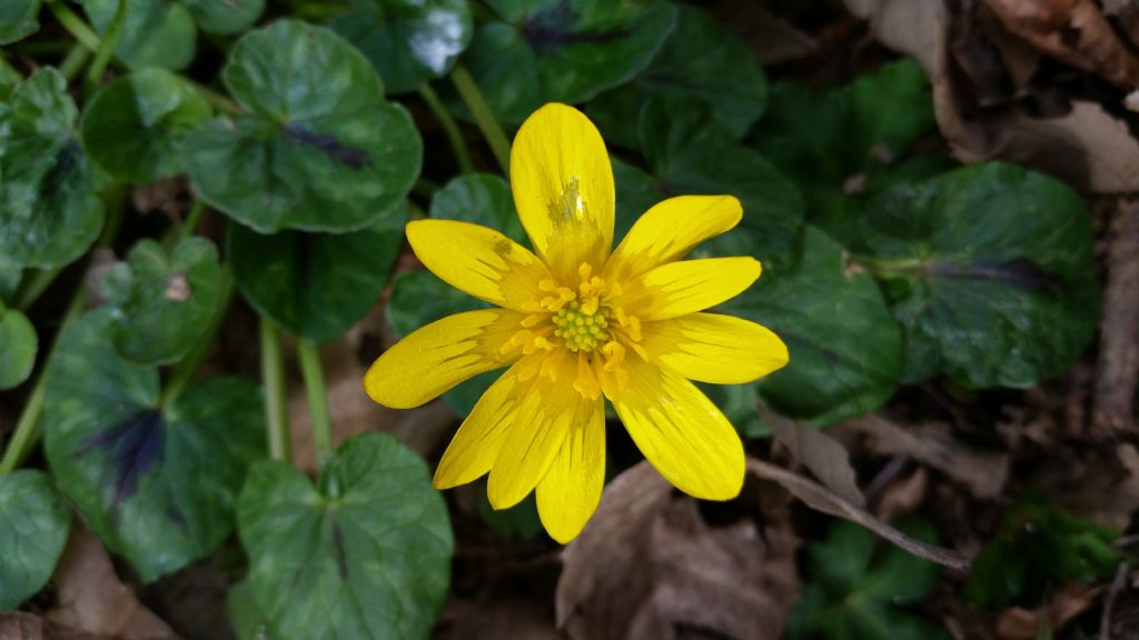 Ranunculus ficaria