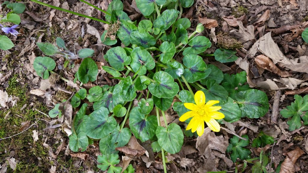 Ranunculus ficaria