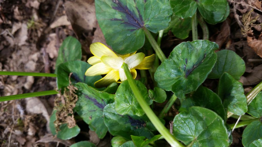 Ranunculus ficaria