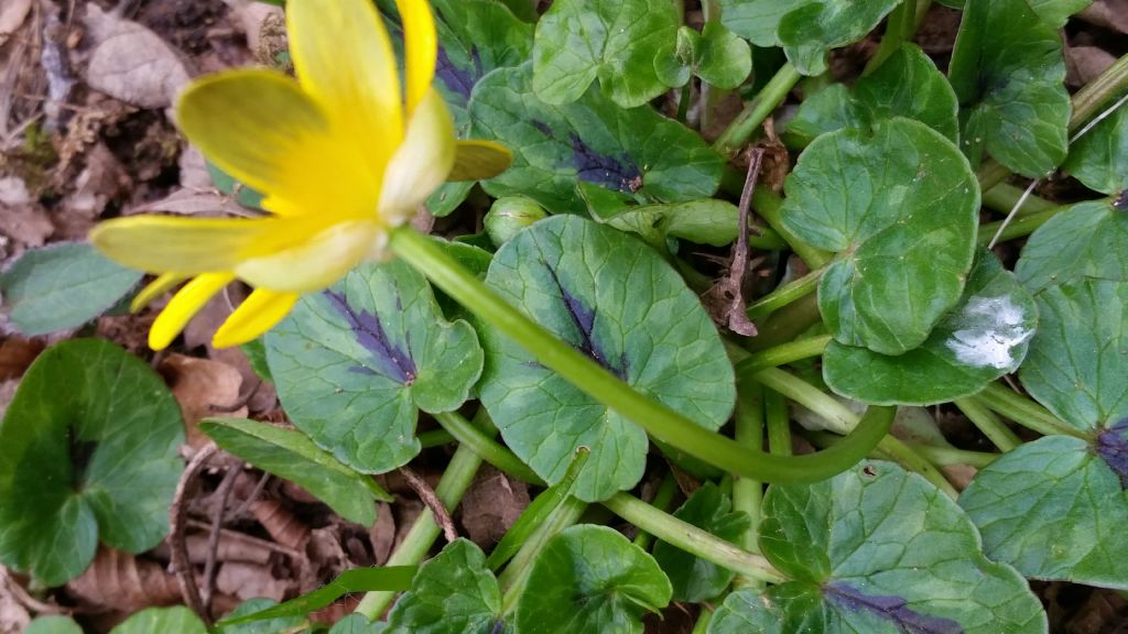 Ranunculus ficaria