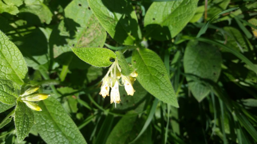 Symphytum tuberosum