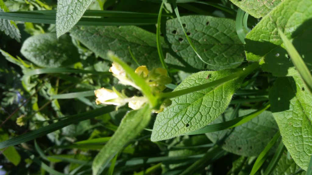 Symphytum tuberosum