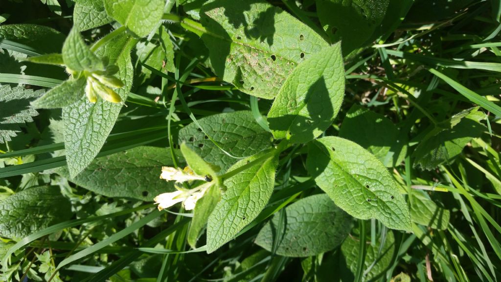 Symphytum tuberosum