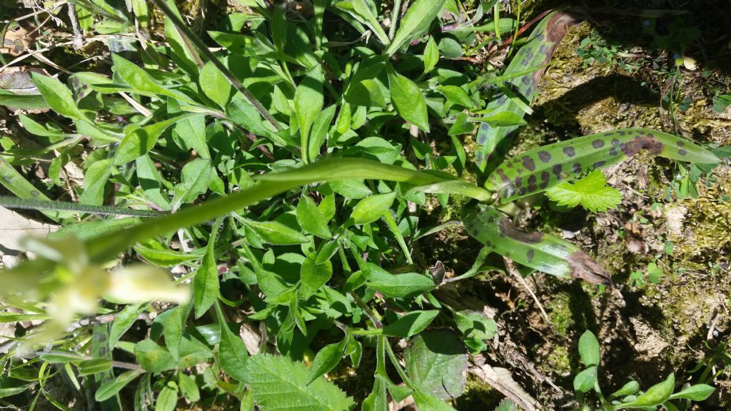 Orchis provincialis