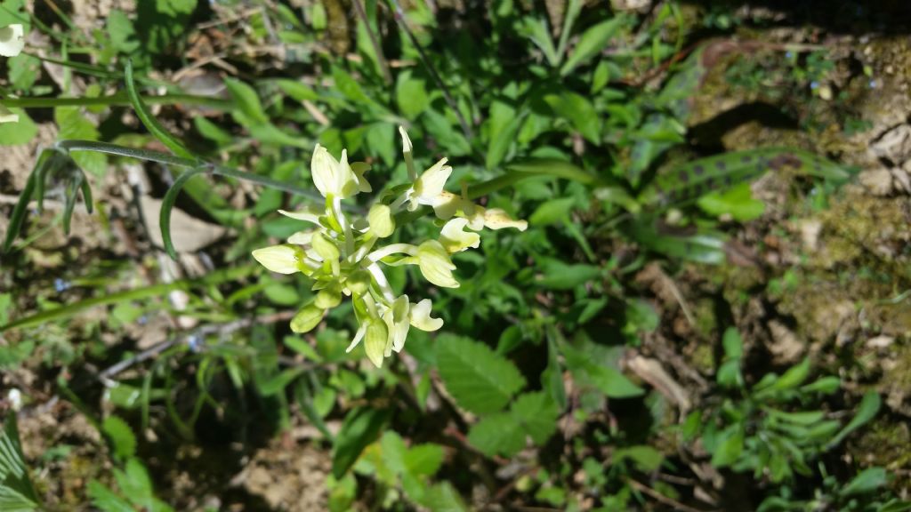 Orchis provincialis