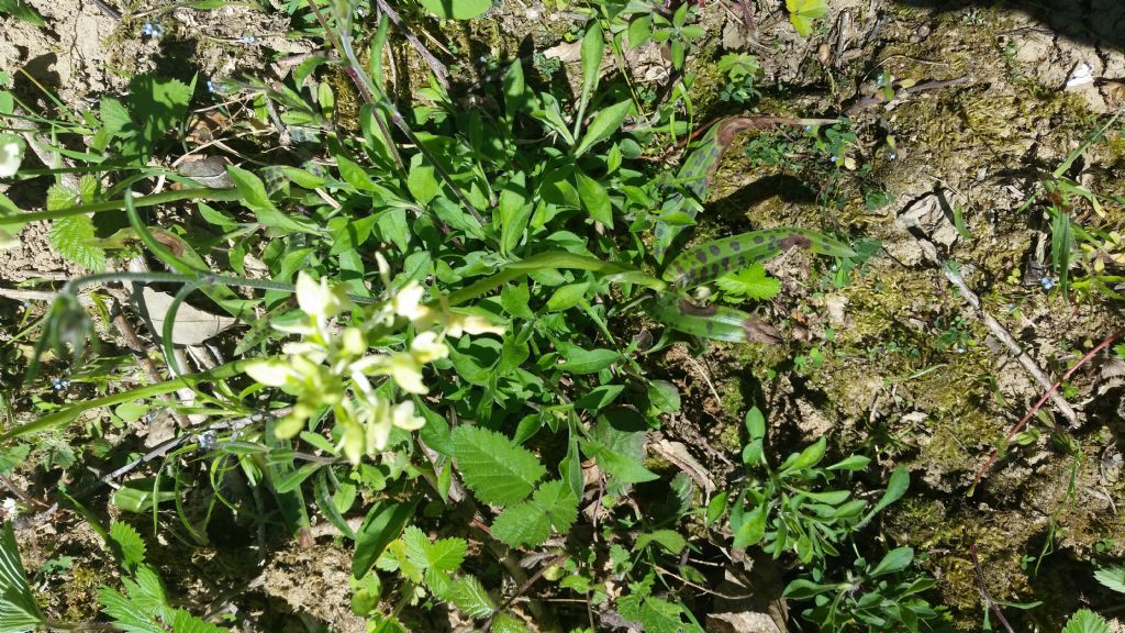 Orchis provincialis