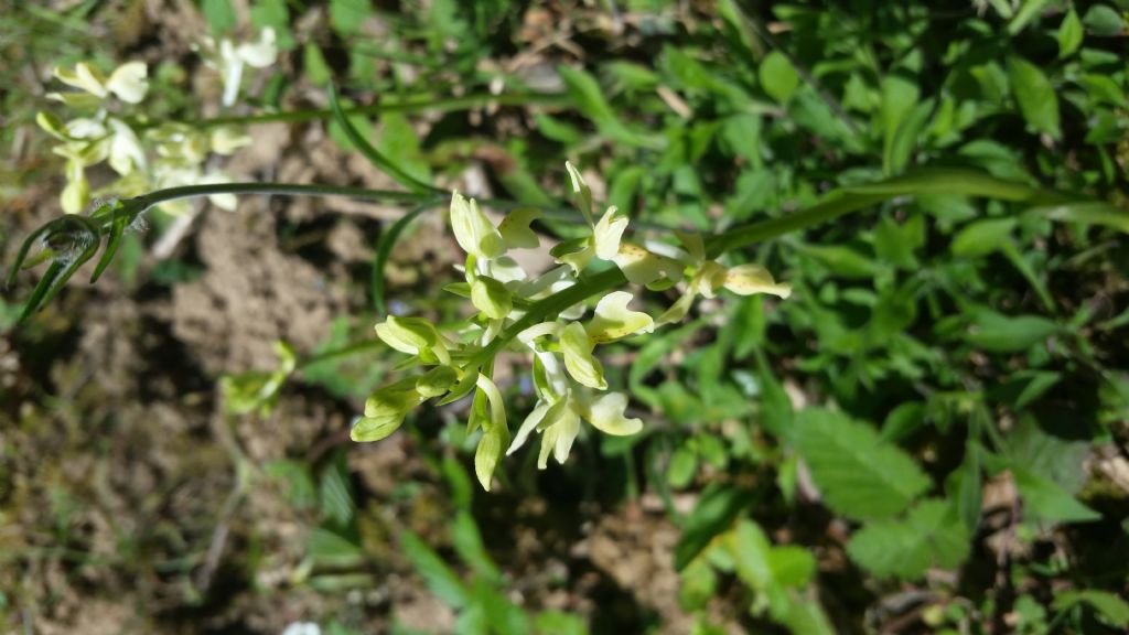 Orchis provincialis