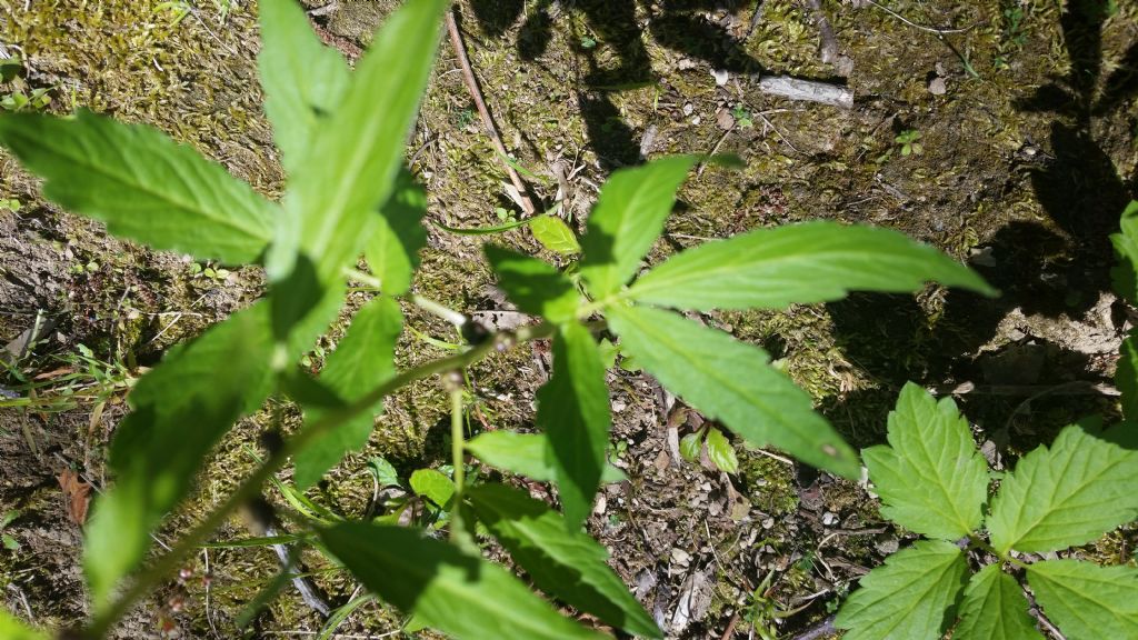 Cardamine bulbifera (Brassicaceae)