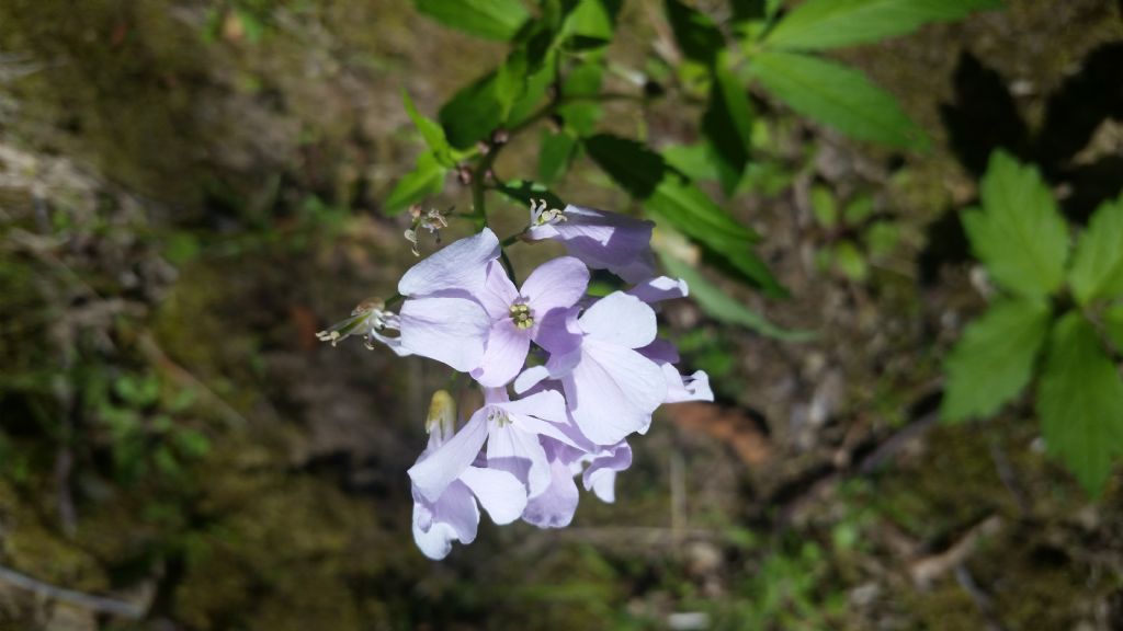 Cardamine bulbifera (Brassicaceae)