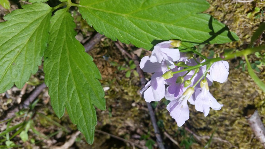 Cardamine bulbifera (Brassicaceae)