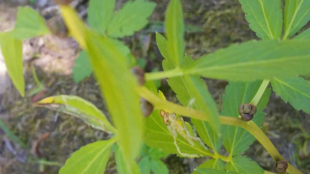 Cardamine bulbifera (Brassicaceae)