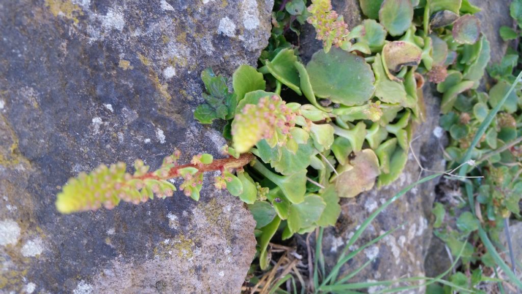 Ombelico di Venere? S. Umbilicus rupestris (Saxifragales-Crassulaceae)