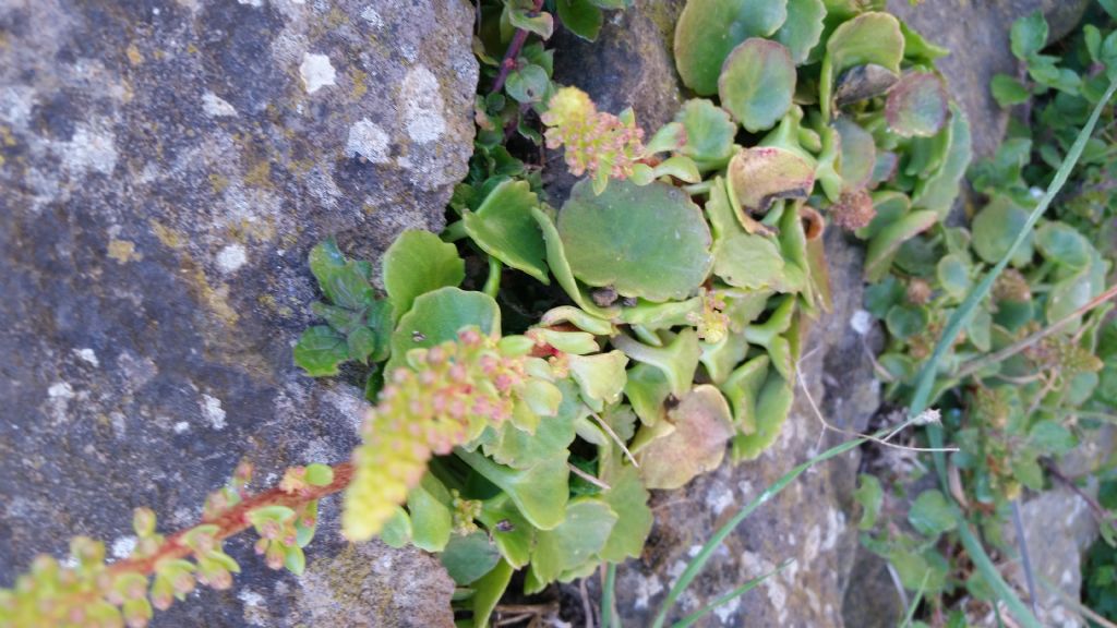 Ombelico di Venere? S. Umbilicus rupestris (Saxifragales-Crassulaceae)