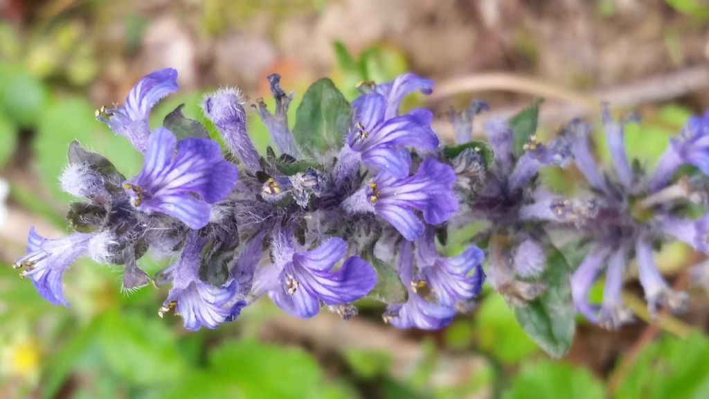 Ajuga reptans (Lamiaceae)