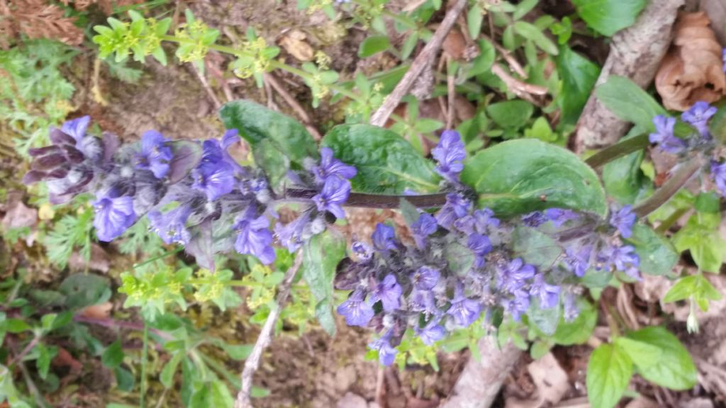 Ajuga reptans (Lamiaceae)