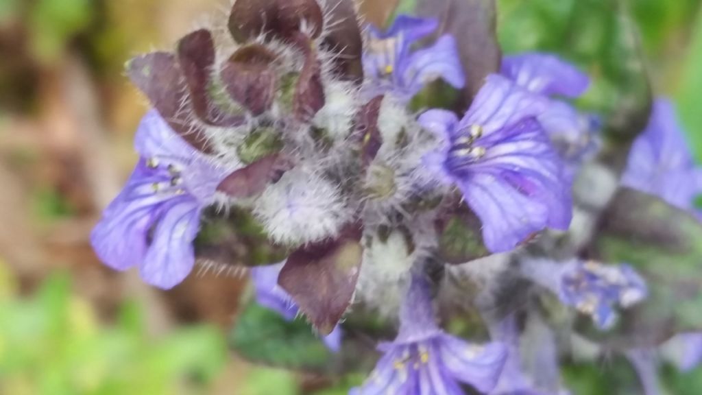 Ajuga reptans (Lamiaceae)