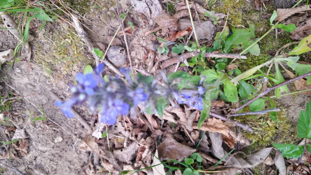 Ajuga reptans (Lamiaceae)