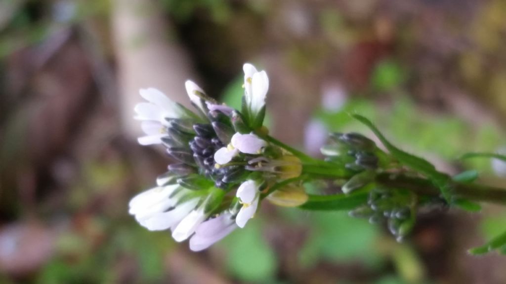 Arabis hirsuta (Brassicaceae)