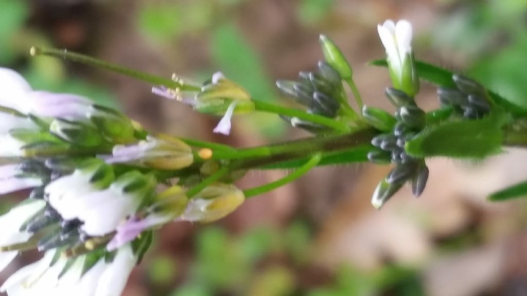 Arabis hirsuta (Brassicaceae)