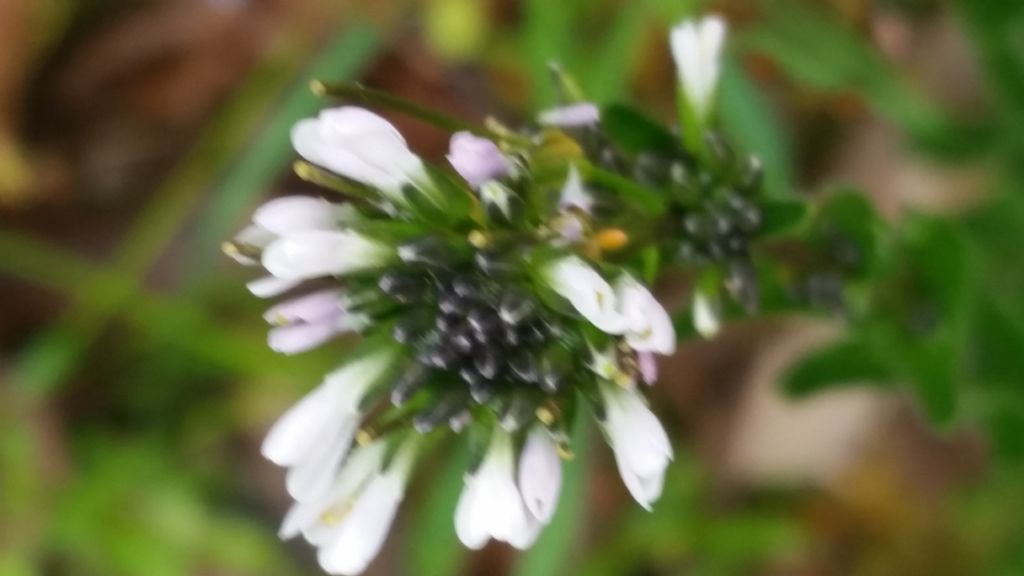 Arabis hirsuta (Brassicaceae)