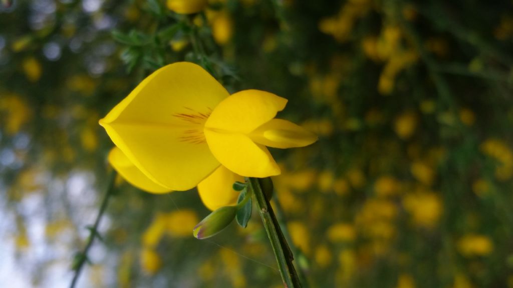 Cytisus scoparius