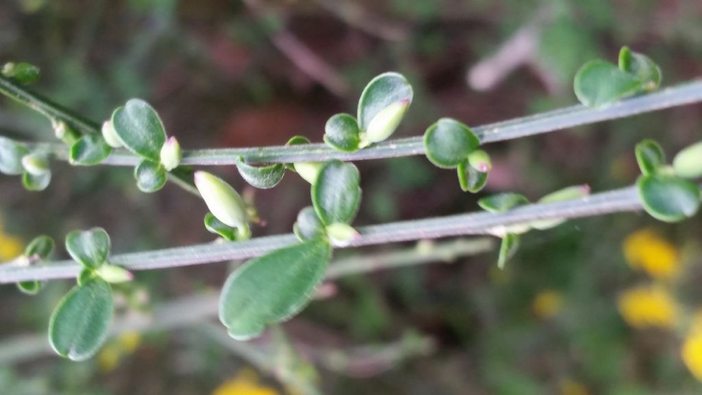 Cytisus scoparius