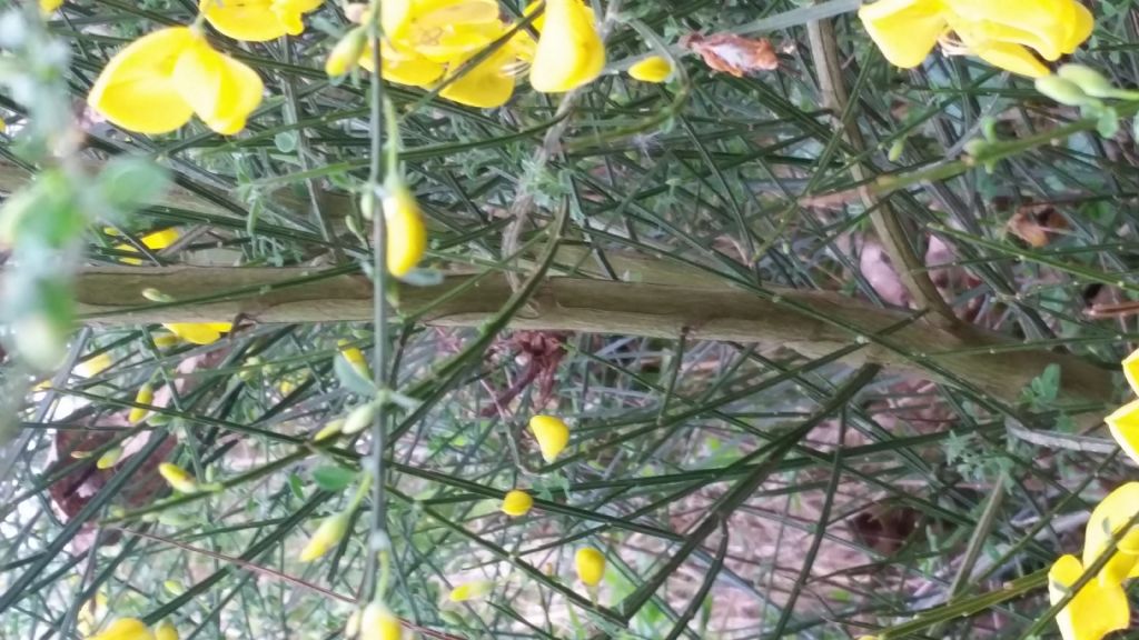 Cytisus scoparius