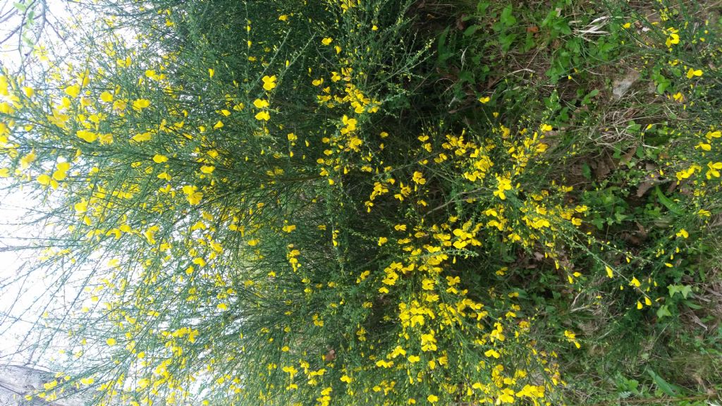 Cytisus scoparius