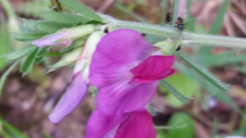 Vicia sativa s.l.