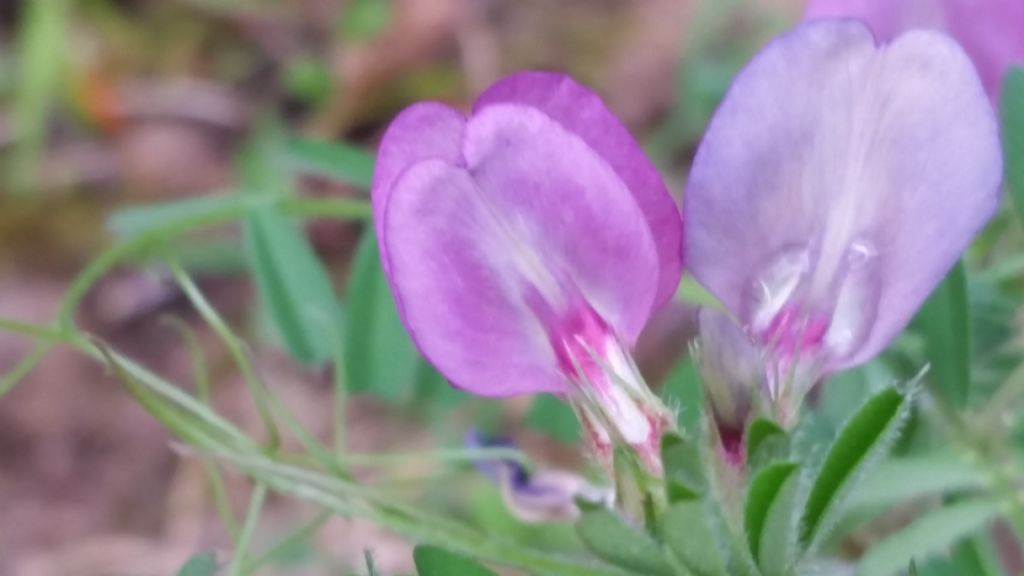 Vicia sativa s.l.