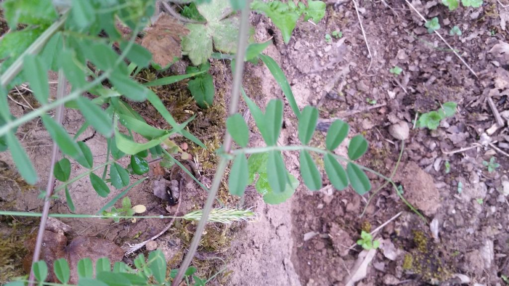 Vicia sativa s.l.