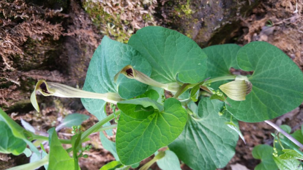 Aristolochia lutea